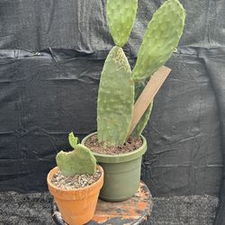 Cactus plant small terracotta pot 🌵nopal /planta