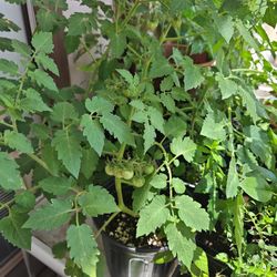 diferents Chili Plants