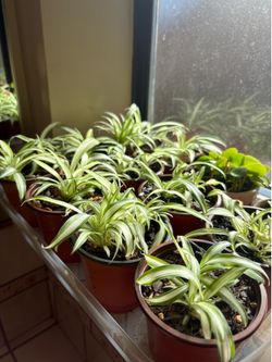 Small Indoor or Outdoor Spider Plants