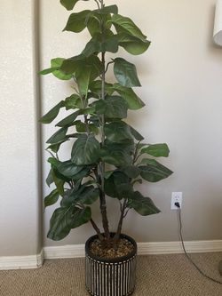 House plant