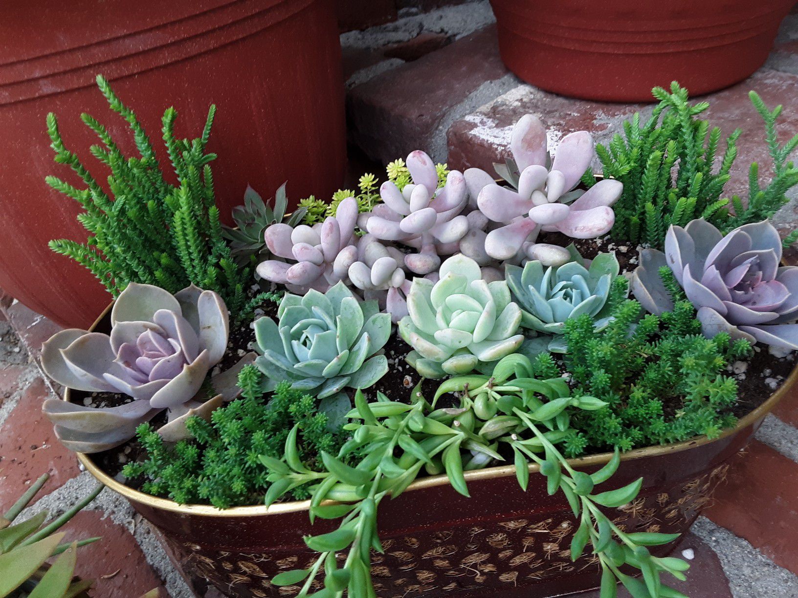 10" pot with succulent plants