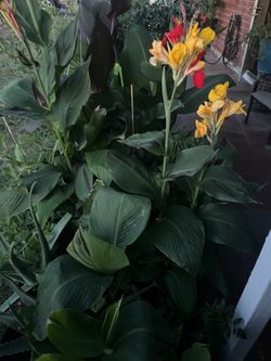 Second Chance To Purchase some plants