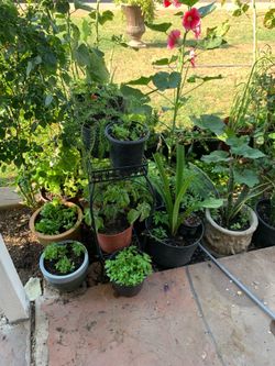 A lot and So many different plants available for sale