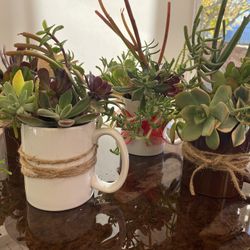 A Cup Full Of Succulents (new)