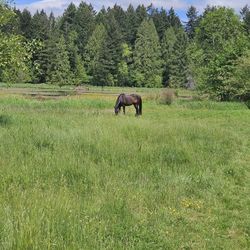FULL CARE BOARDING (HAY INC.)