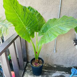 Elephant Ear Plants