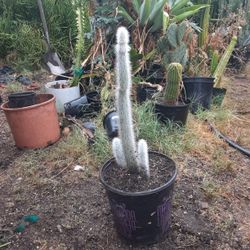 Silver Torch Cactus Plant