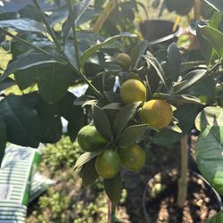Meiwa Kumquat Plant 