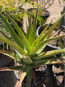 Variegated aloe