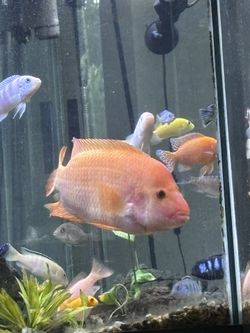 Aquarium Decoration