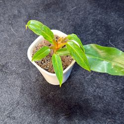 Live Plant 🌱 Philodendron, Orange Marmalade
