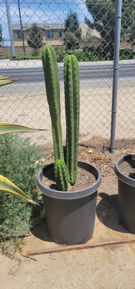 San Pedro Cactus