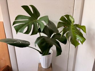 Monstera live plant
