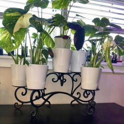 Candle Stand Without Plants And Pots 