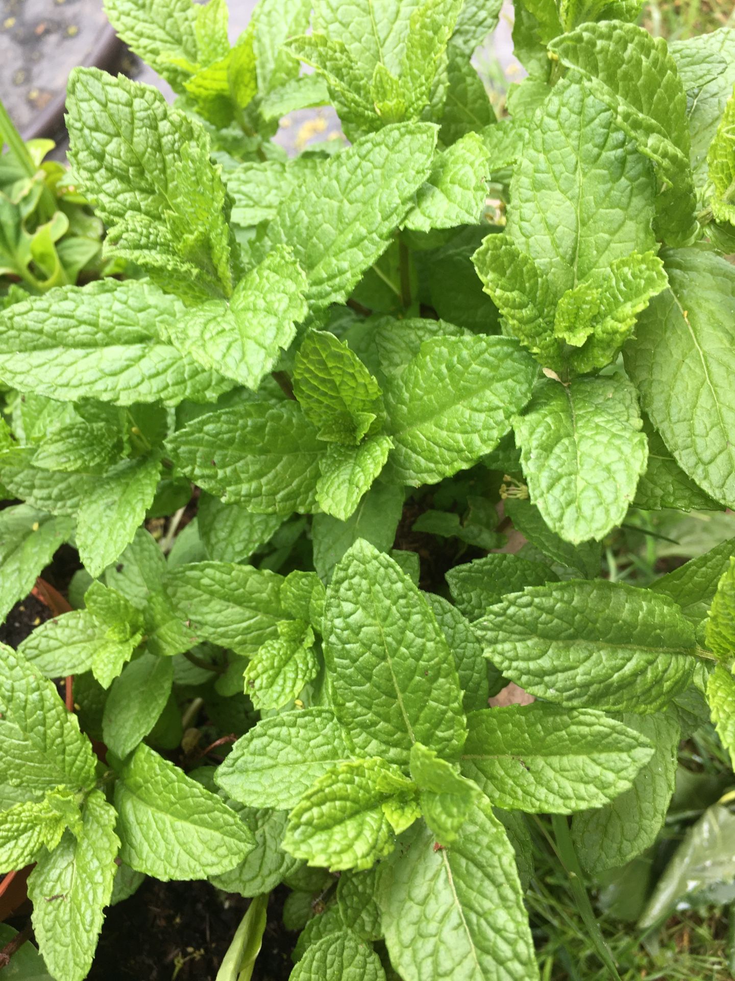 Mint