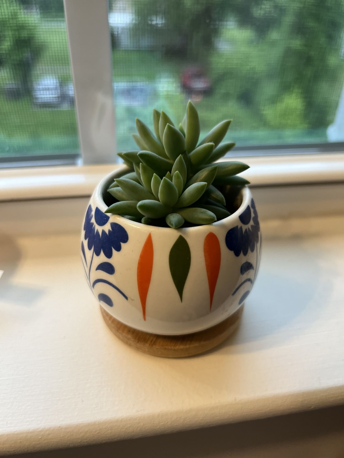Window Succulents With Pot