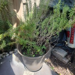 Large Rosemary Plant in Pot – Fresh & Fragrant 🌿