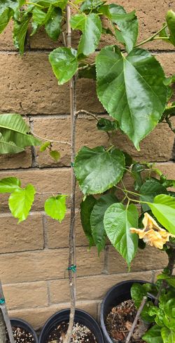Pakistan Mulberry Plant