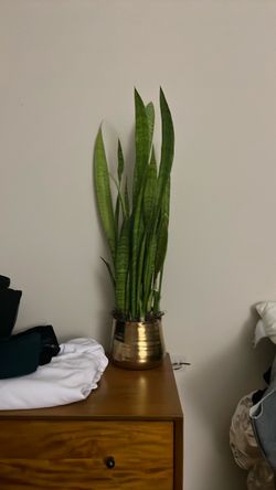 Snake Plant in Gold Pot