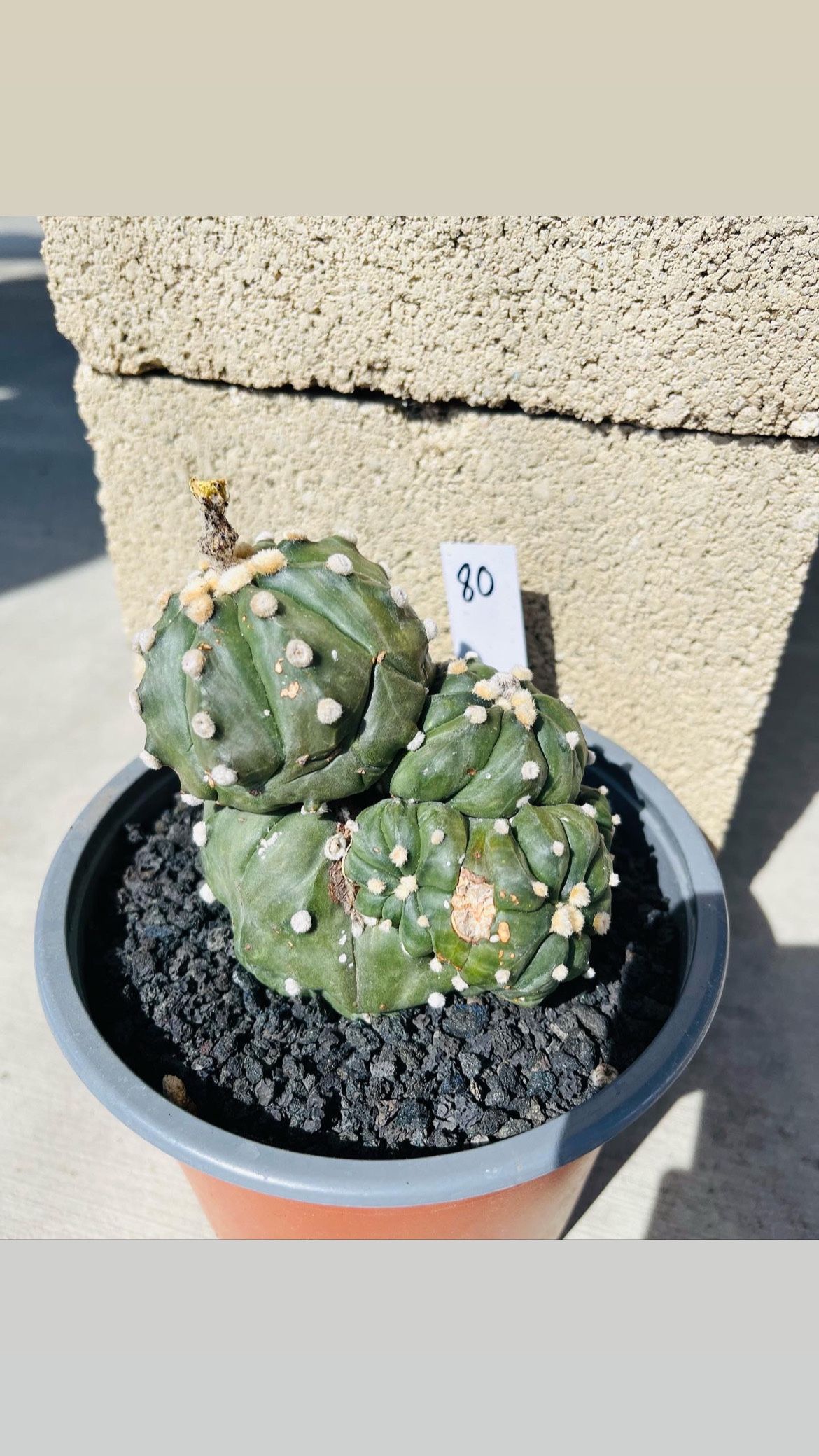 Astrophytum Asteria Cactus Imported
