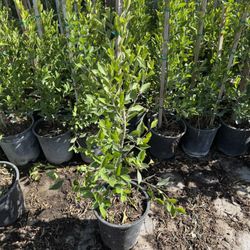 ficus