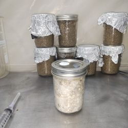 BRF PF-Tek Mushroom Grow Kit 1/2 Pint