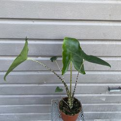 6” alocasia zebrina 