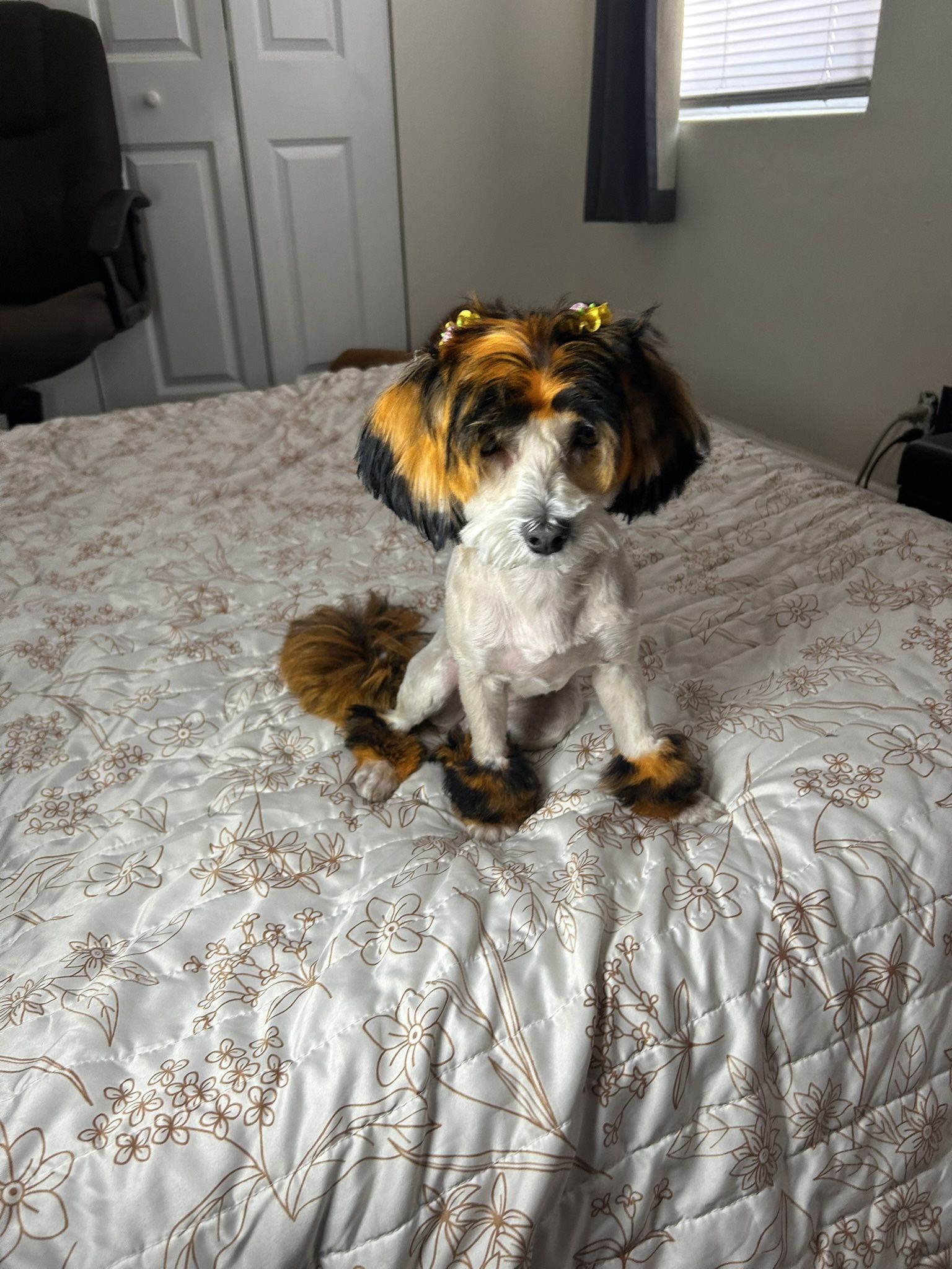 Dog Haircuts 