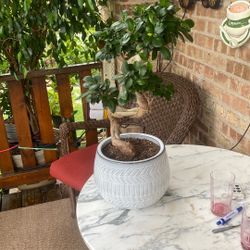 Bonsai 18” High 