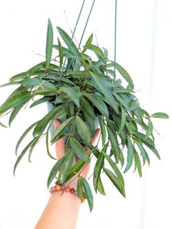 Hoya Wayetti Plant 6" Pot - Indoor House Plants