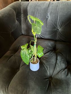 Philodendron burle-marxii Live Plant in Small Blue La Fermière Jar pot