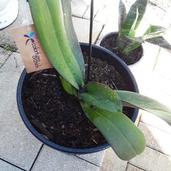 Two Huge Archids Plants In Weeki Wachee Spring Hill