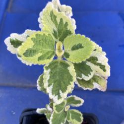 Variegated Cuban Oregano, Mexican Mint, Tan Day La - Oregano Frances, Tomillo Espanol plant planta - Coleus amboinicus