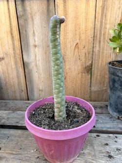 Pinecone Cactus
