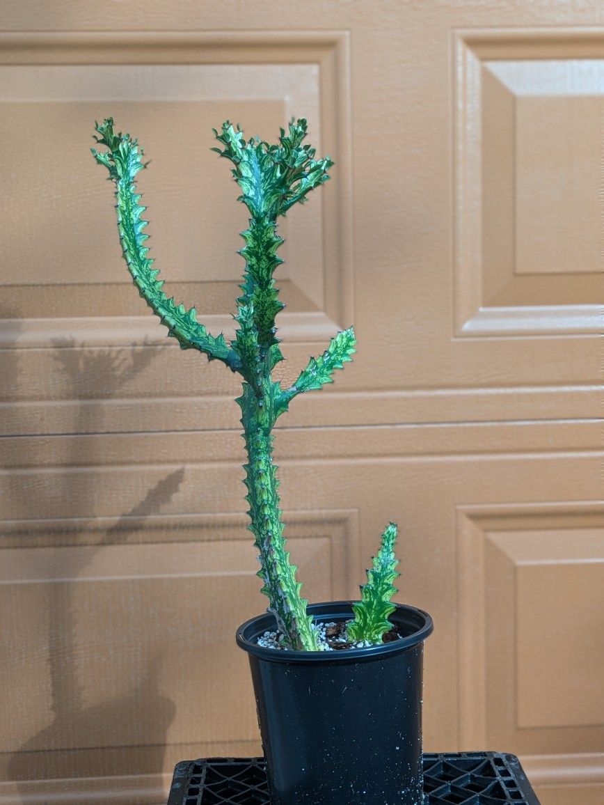 Euphorbia lactea variegata