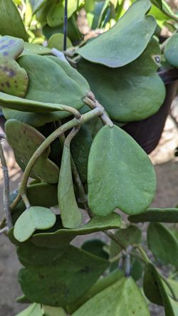 Hoya Kerri Heart Plant. Big Plant!