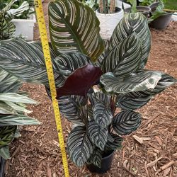  6” pot Huge 2ft (top of plant to bottom of pot) Calathea pinstripe, 95820