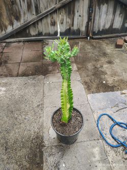 Euphoria Cactus succulent plant