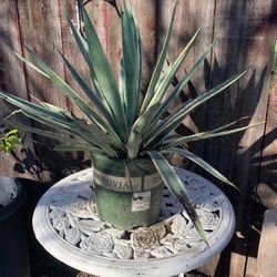 Planta Variegated Agave
