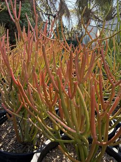 Firestick Succulent Plant