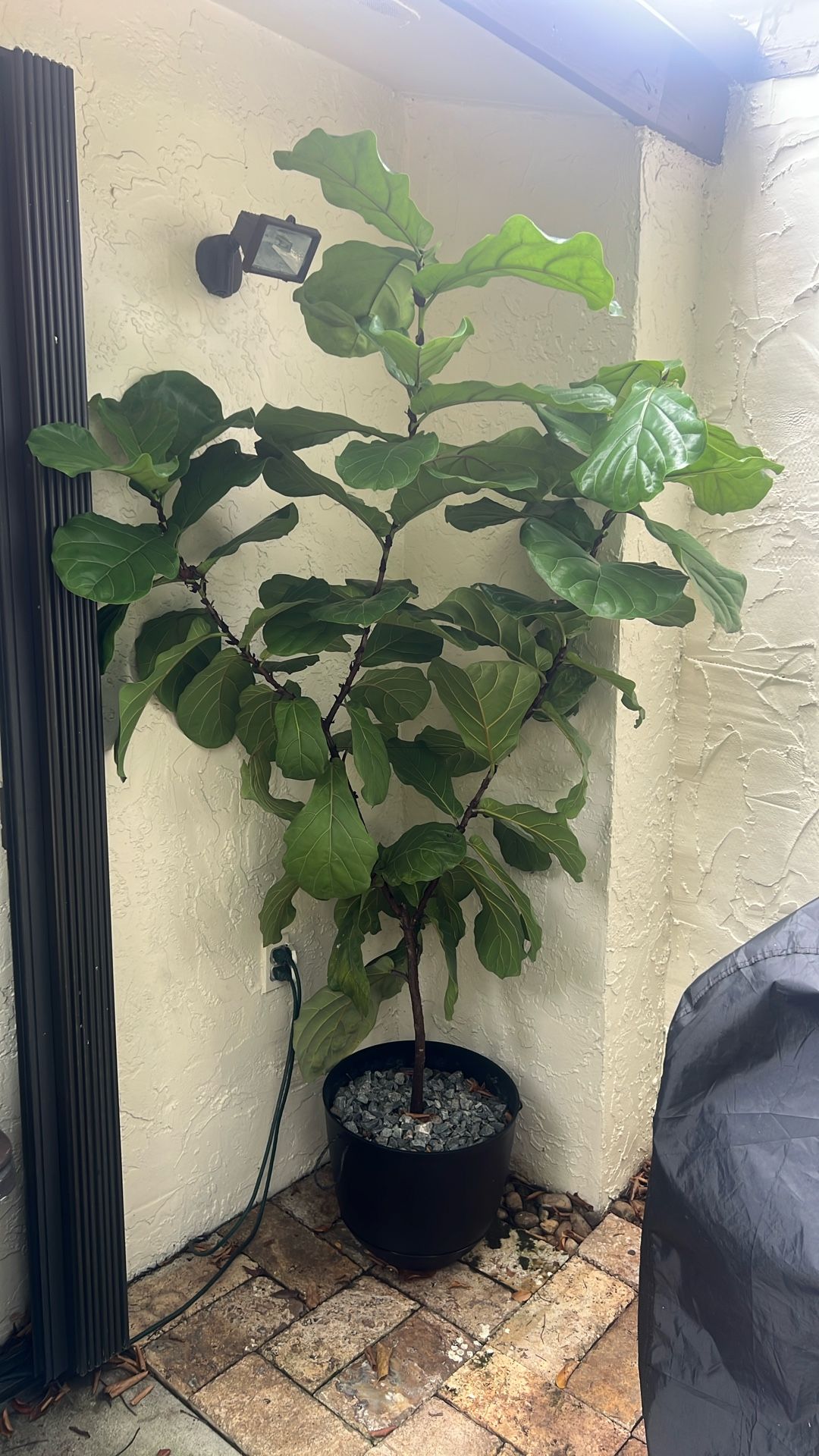 Ficus Lyrata