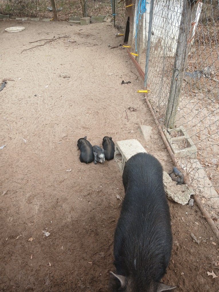 Adorable Baby Pot Bely Pigs