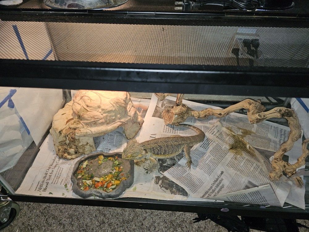 Reptile Tank