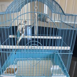 Birds Cage 