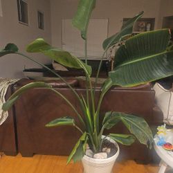 Huge 6ft  Bird Of Paradise Plant  - Two Plants One Pot