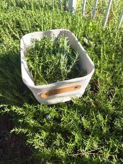 Fresh Homegrown Organic Rosemary – Hand Picked – $5