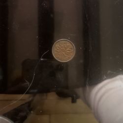 1962 Canadian Penny With Missing M And Hanging 2 
