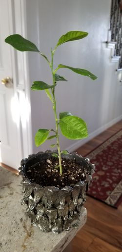 lemon plant