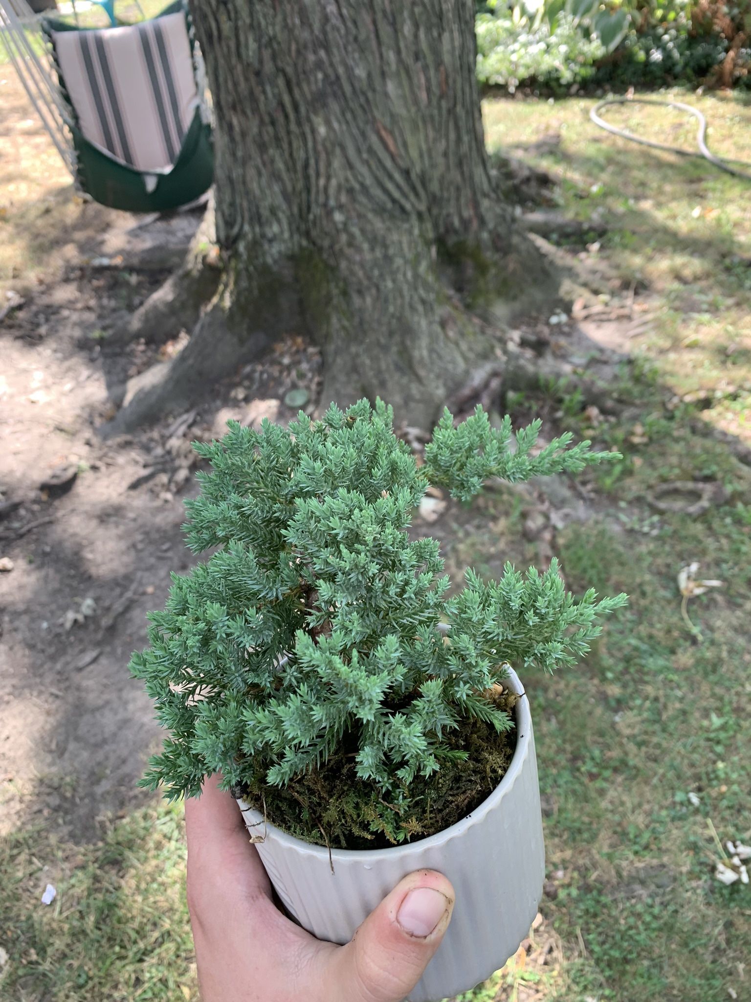 Juniper Bonsai Tree Plant!! $35!!