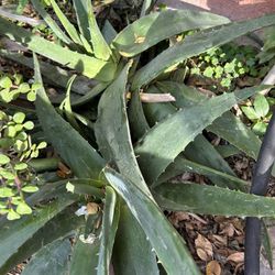 Aloe Vera